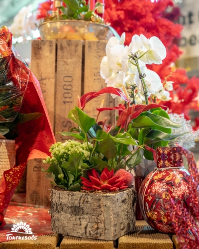 Arrangement floral de Noël en pots avec fleurs rouges et blanches.